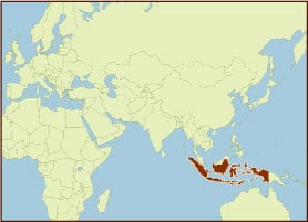 Spice Map - Indonesia